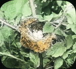 Nest of Prairie Warbler, Amston, Connecticut