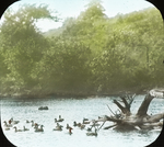 View of Waterfowl Pond, Amston, Connecticut