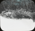Snow-laden Bushes, Lake Shore, Amston, Connecticut