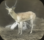 Deer at Close Quarters, Canaan, Connecticut by Herbert Keightley Job