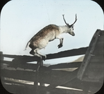 Deer Jumping Fence, Canaan, Connecticut by Herbert Keightley Job