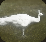 White Peacock, Experiment Station, Darien, Connecticut by Herbert Keightley Job