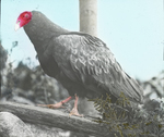 Turkey Buzzard [Turkey Vulture], Gaylordsville, Connecticut by Herbert Keightley Job