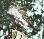 Captive Cooper's Hawk, Kent, Connecticut by Herbert Keightley Job