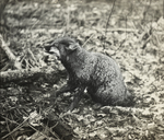 Gray Fox in Trap, Kent, Connecticut by Herbert Keightley Job