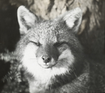 Gray Fox, Face Study, Kent, Connecticut by Herbert Keightley Job