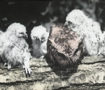 Mother Screech Owl and Three (of Six) Young, Kent, Connecticut by Herbert Keightley Job