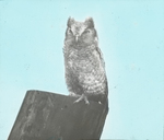 Young Screech Owl, Kent, Connecticut by Herbert Keightley Job
