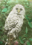 Young Barred Owl, Kent, Connecticut by Herbert Keightley Job