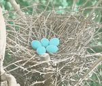 Nest of Green Heron, Kent, Connecticut