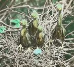 Young Green Herons, Kent, Connecticut by Herbert Keightley Job