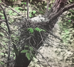 Young Cooper's Hawks in Nest, Kent, Connecticut by Herbert Keightley Job