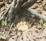 Nest of Ruffed Grouse, Kent, Connecticut