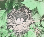 Nest of Yellow-breasted Chat, Kent, Connecticut by Herbert Keightley Job