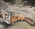 Red Fox, Kent, Connecticut by Herbert Keightley Job