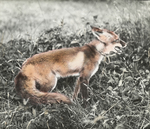 Red Fox, Post of Alarm, Kent, Connecticut by Herbert Keightley Job