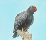 Turkey Buzzard [Turkey Vulture], Kent, Connecticut by Herbert Keightley Job