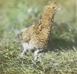 Ruffed Grouse in Captivity, Kent, Connecticut