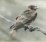 Young Eave Swallow, Kent, Connecticut by Herbert Keightley Job