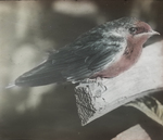 Young Barn Swallow, Kent, Connecticut by Herbert Keightley Job