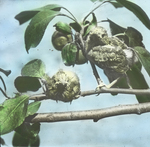 Young Orchard Orioles, Kent, Connecticut by Herbert Keightley Job