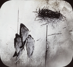 Young Chimney Swifts Leaving Nest, Kent, Connecticut by Herbert Keightley Job