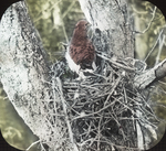Broad-winged Hawk on Nest, Kent, Connecticut by Herbert Keightley Job