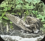 Nighthawk on Nest, Disturbed, Kent, Connecticut by Herbert Keightley Job