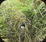 Nest of Short-billed Marsh Wren [Sedge Wren], Litchfield, Connecticut