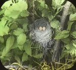 Typical Nest of Alder Flycatcher, Litchfield, Connecticut