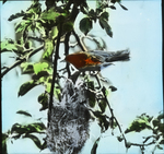 Baltimore Oriole at Nest, West Haven, Connecticut by Herbert Keightley Job