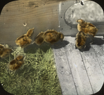 Ruffed Grouse Chicks, Brooder, Storrs, Connecticut by Herbert Keightley Job
