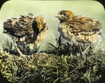 Ruffed Grouse, Three Weeks Old, Storrs, Connecticut