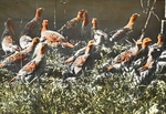 Hungarian Partridges [Gray Partridges] in Pen, Storrs, Connecticut by Herbert Keightley Job