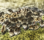 Week-old Quails, Bunch of Forty, Storrs, Connecticut by Herbert Keightley Job