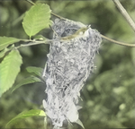White-eyed Vireo on Nest, West Haven, Connecticut