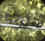 Female Redstart Feeding Young, West Haven, Connecticut by Herbert Keightley Job