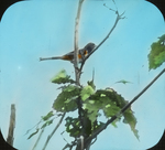 Male Chewink [Towhee] Near Nest, Scolding, West Haven, Connecticut by Herbert Keightley Job