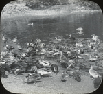 Henry Cook's Ducks, Woodbury, Long Island, New York