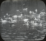 Henry Cook's Ducks, Woodbury, Long Island, New York by Herbert Keightley Job