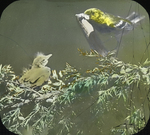 Black-throated Green Warbler with Food for Young, East Haven, Connecticut by Herbert Keightley Job