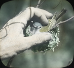 Blue-headed Vireo Nesting, Enfield, Connecticut
