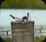 Kingbird Nesting on Post, Kent, Connecticut by Herbert Keightley Job