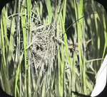 Long-billed Marsh Wren at Nest, North [?] Haven, Connecticut by Herbert Keightley Job