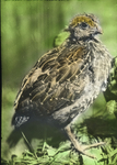Young Quail, Storrs, Connecticut by Herbert Keightley Job