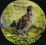 Young Quail, Alert, Five Weeks Old, Storrs, Connecticut by Herbert Keightley Job