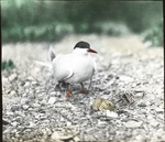 Common Tern Approaching Nest, North Dakota by Herbert Keightley Job