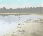 Yellowleg, Wading, Florida by Herbert Keightley Job