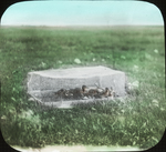 Coop of Young Ducks, Saint Marks, Manitoba by Herbert Keightley Job