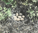 Nest of Pintail, North Dakota by Herbert Keightley Job